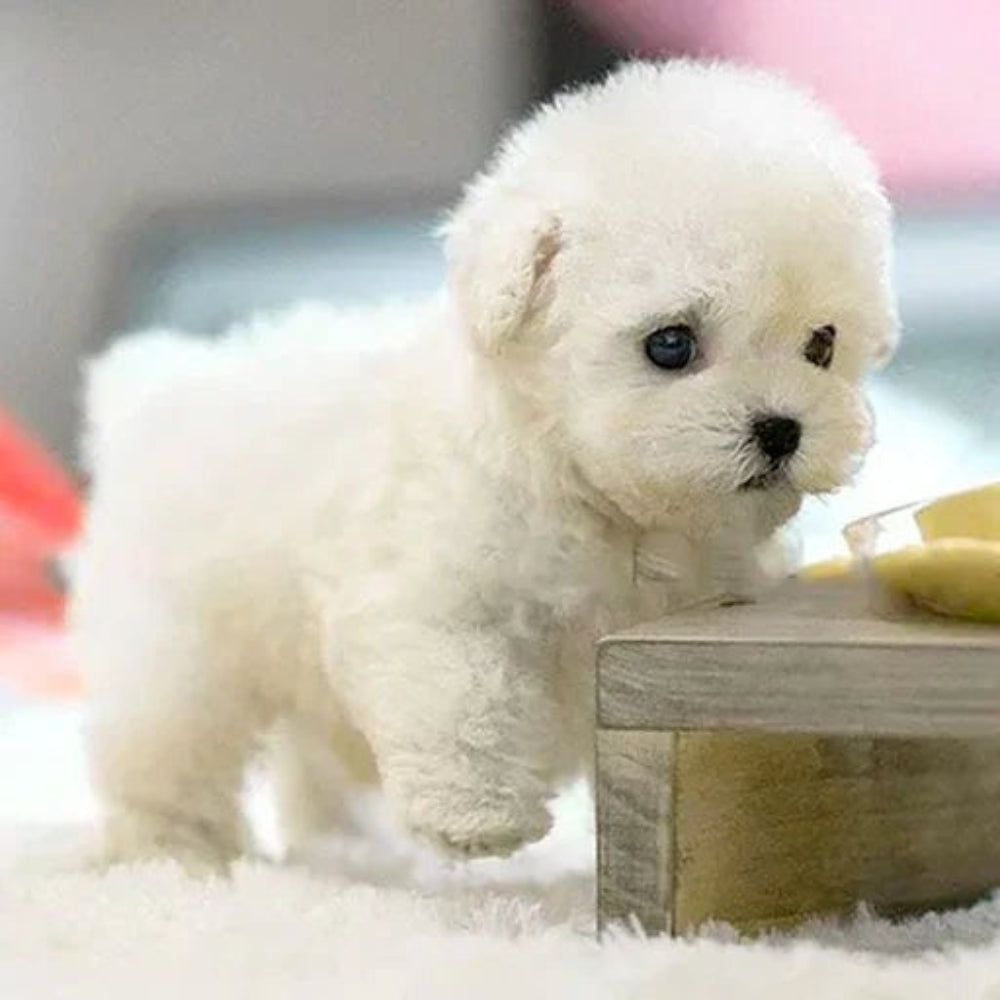Plush Dog Toy Summer Stuffed Animal