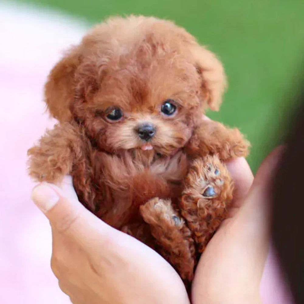 Plush Dog Toy Summer Stuffed Animal